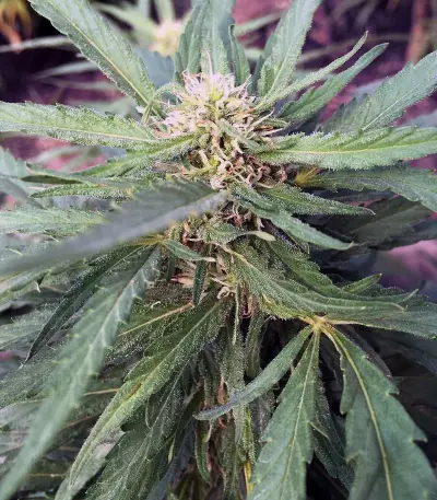 Cheese feminized seeds (Big Buddha Seeds)