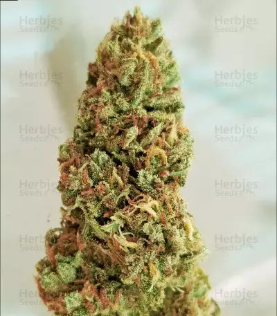 Blue OG strain