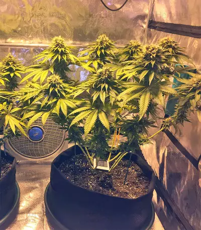 Bubble Bomb feminized seeds