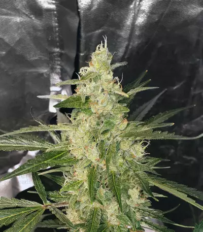 Bubble Bud (Blackskull Seeds)