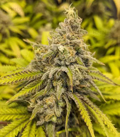 Semi femminizzati Critical Super Silver Haze