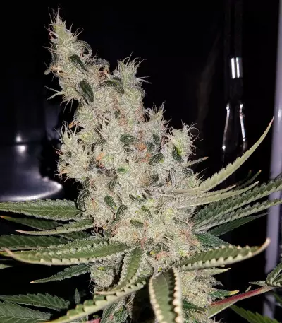 Double Glock Seeds