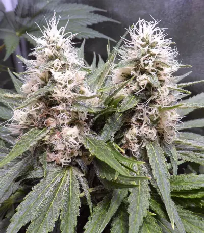 Dr. Bruce Banner CBD strain