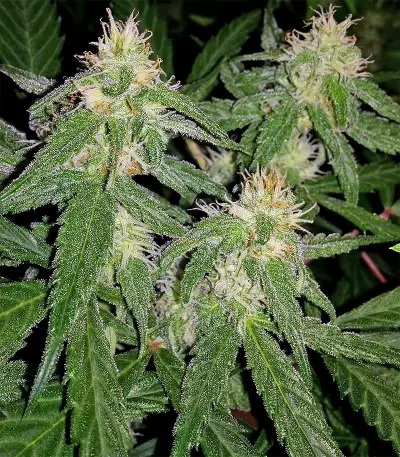 Durban Seeds (CannaBioGen)