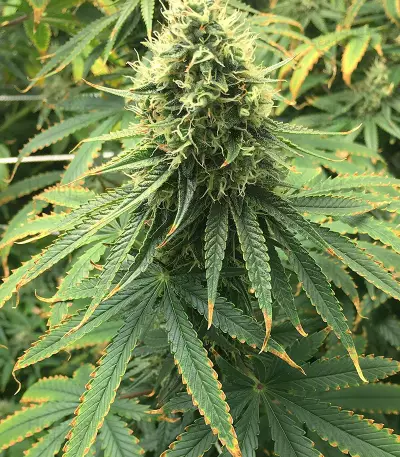 Semi femminizzati Gorilla Bomb
