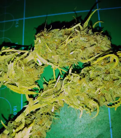 Girl Scout Cookies (Original Sensible Seeds)