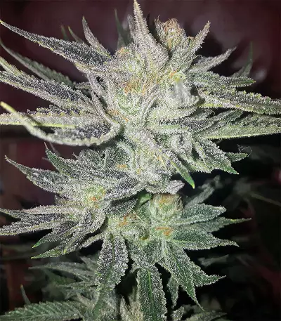 Semi femminizzati di Gorilla × White Widow