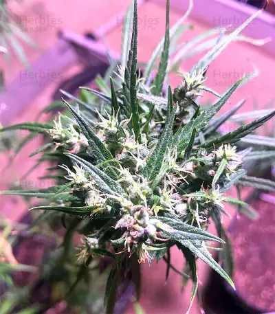 Graines de cannabis Green Haze Regular (Ace Seeds)