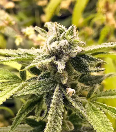 Graines de cannabis Green Haze x Malawi Regular (Ace Seeds)