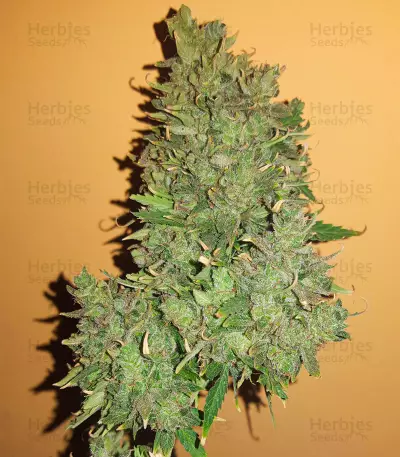 Hindu Kush feminized seeds