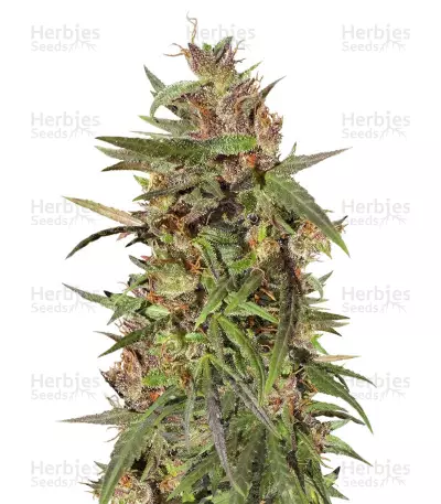 Buy Honduras Regular seeds