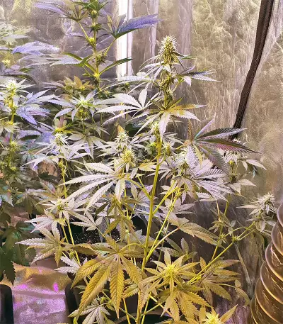 Josh D OG Seeds