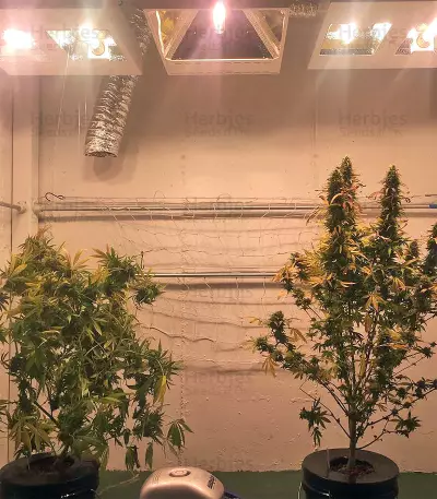 Kripple Roulette (Dr. Krippling Seeds)