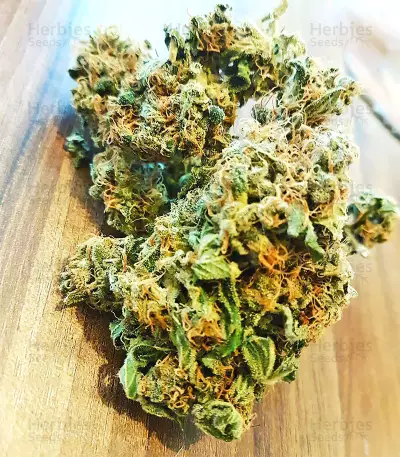 Kripple Roulette (Dr. Krippling Seeds)
