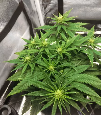 Graines de cannabis Kritikal Bilbo CBD (Genehtik Seeds)