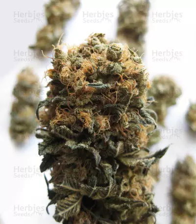 LA Widow (Kera Seeds)