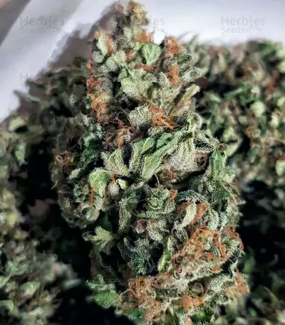 Lemon AK Auto Seeds