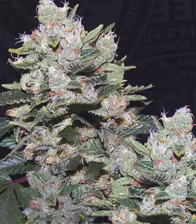 MOB Seeds
