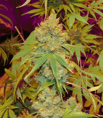 Orange Juice (Dinafem Seeds)
