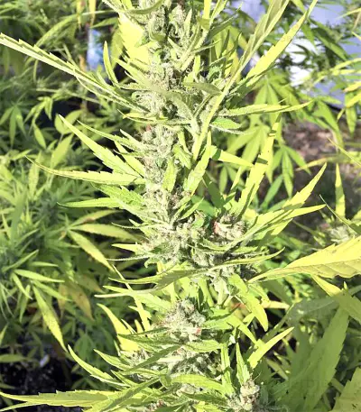 Graines de cannabis Panama Haze (Ace Seeds)
