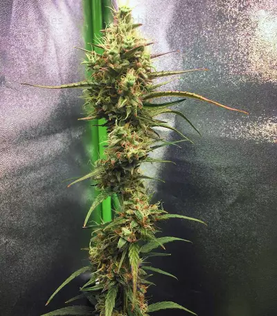 Pineapple Punch regular (Flying Dutchmen)