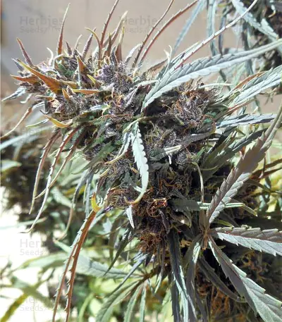 Semi femminizzati Purple Haze x Malawi