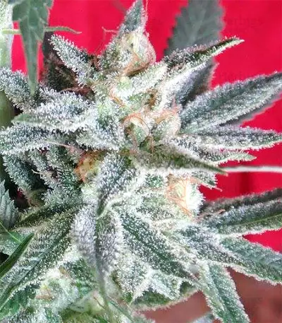 Snow Moon Seeds