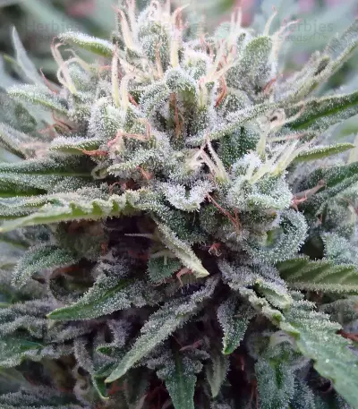 Sucker Punch Auto Seeds