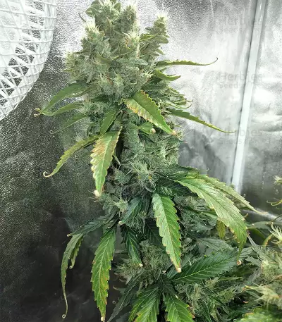 Super Skunk Seeds (Seedstockers)