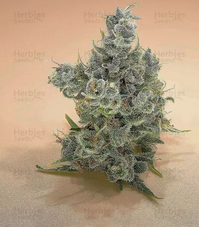 Tikal Seeds - Cannabis Strain Seeds for Sale