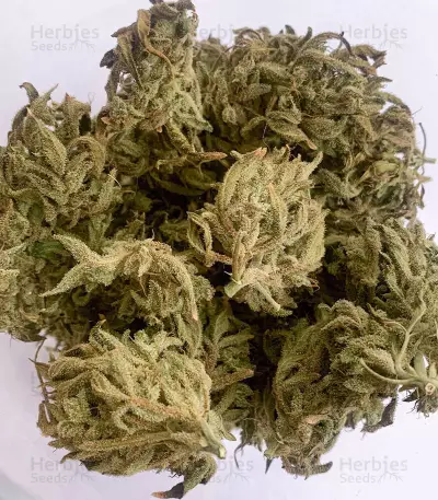 Ak Automatic (BlimBurn Seeds)
