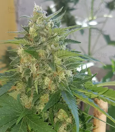 Graines de cannabis AK Full Auto (Sumo Seeds)
