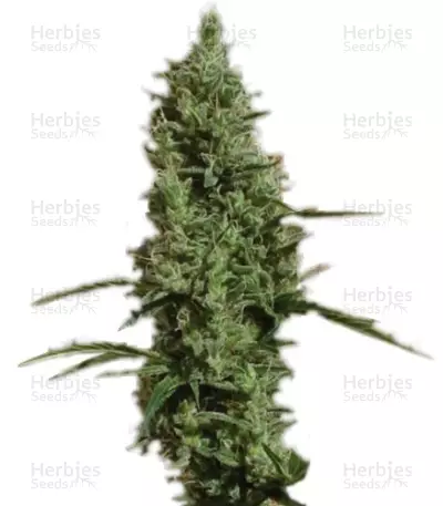Atomical Haze (Paradise Seeds) Cannabis-Samen