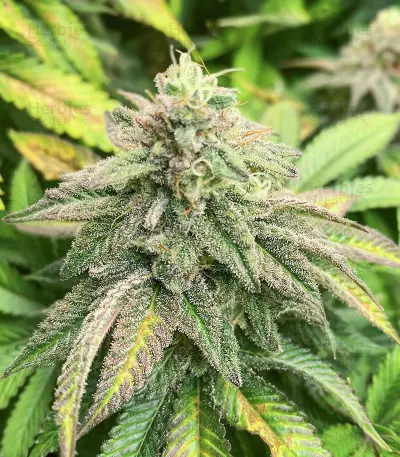 Semillas Feminizadas Bruce Banner # (AlphaFem Seeds)