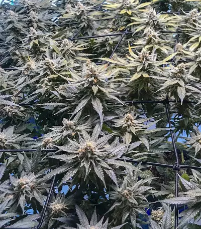 Bruce Banner Seeds (Flavour Chasers Seeds)