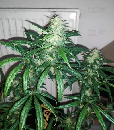 Buddha Haze Seeds