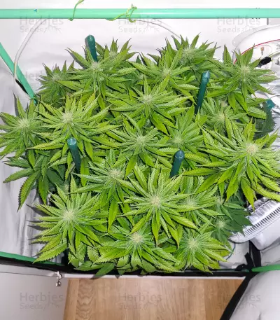 Candy Kush (Herbies Seeds)