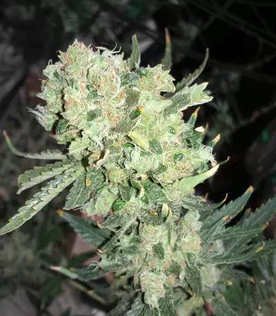 Dieselicious (Freedom of Seeds)