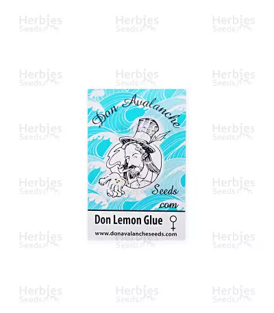 Don Lemon Glue (Don Avalanche Seeds) Cannabis-Samen