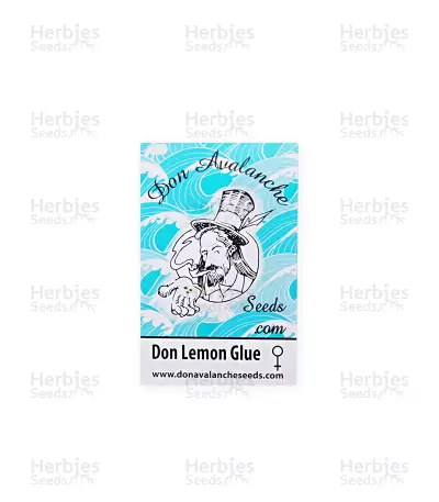 Don Lemon Glue feminized seeds