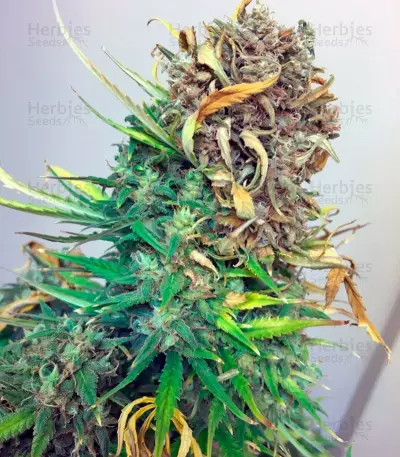 Exodus Cheese Autoflowering Auto Seeds