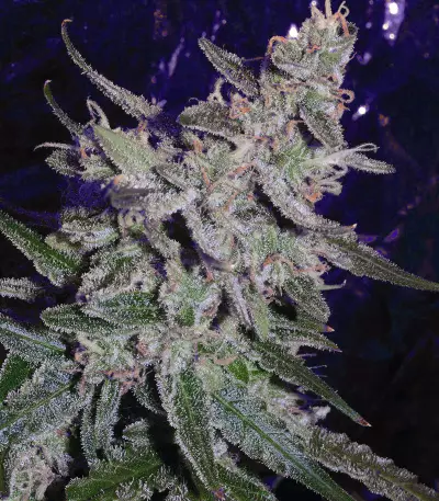 O.G. Kush Autoflower feminized seeds (Seedstockers)