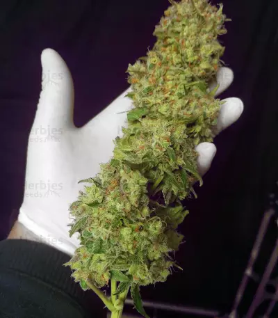 GG#4 Original Glue (Cali Buds Seeds)