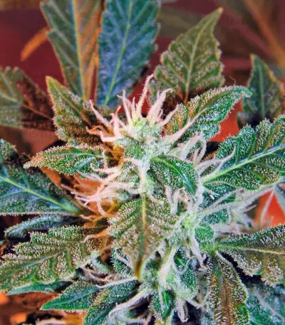 Semi femminizzati Jack Herer (Green House Seeds)