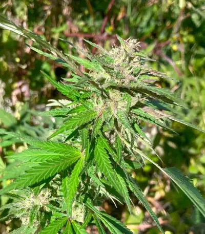 Jealousy Kush Feminized Seeds (Seedkeepers)