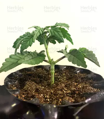 Lemonesia (Ceres Seeds)