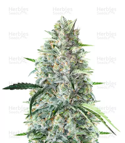 MK Ultra Feminized Seeds (Herbies Seeds USA)