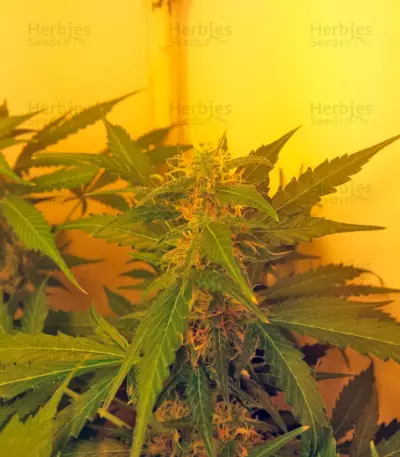 Northern Lights Auto feminized seeds (Green House Seeds)