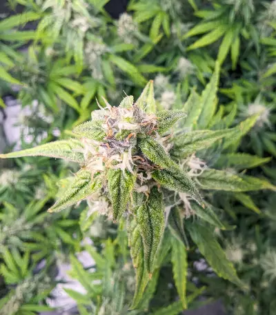 Purple Haze Autoflower (Herbies Seeds)