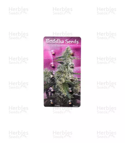 Buddha Quasar (Buddha Seeds)